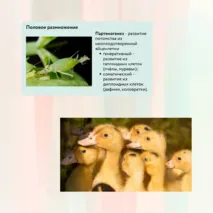 «Размножение и развитие животных», 8 класс