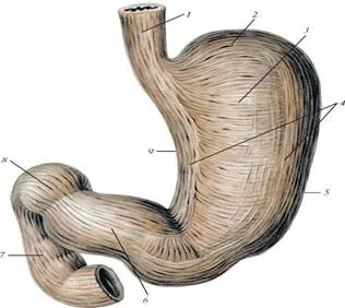 http://vmede.org/sait/content/Anatomija_sapin_2/1_files/mb4_036.jpeg