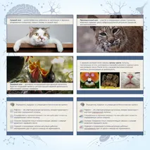 «Координация и регуляция жизнедеятельности у животных», 8 класс
