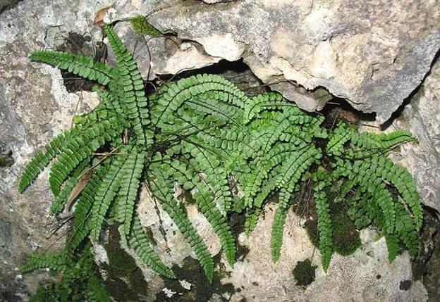File:Tricomanes-soller.jpg