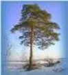 Рисунок12ц