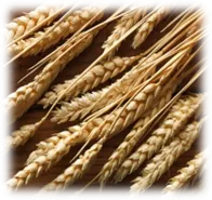 Wheat Fields / Пшеничные поля - Природа - HQ Wallpaper in UA…