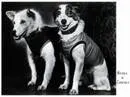 belka-strelka
