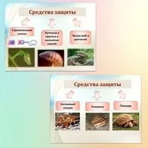 Комплект к уроку биологии 
