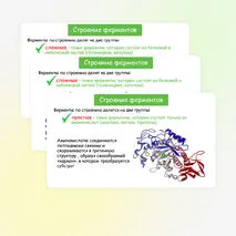 Презентация по биологии 