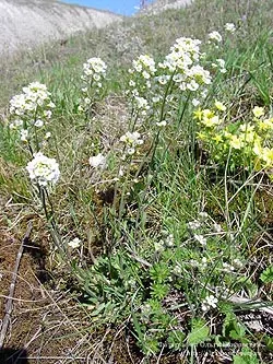 http://flower.onego.ru/other/enc_2592.jpg