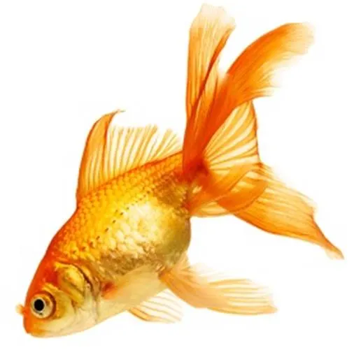 http://digipraim.com/data_images/out/11/614428-goldfish-close-up.jpg