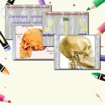 Комплект материалов по теме «Соединение костей. ОДС человека» (презентация+конспект) Биология 9 класс (углубленный уровень)