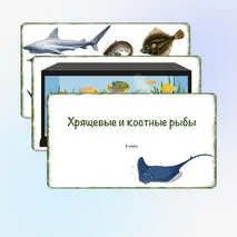 Урок «Хрящевые и костные рыбы», 8 класс