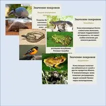 Комплект (презентация + рабочий лист) «Покровы тела животных. Практическая работа «Изучение покровов тела у животных» 8 класс