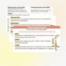 Презентация «Реакции матричного синтеза. Биосинтез белка»