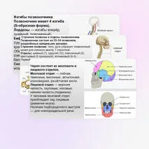Презентация Скелет человека, строение его отделов и функции