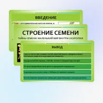 Презентация «Строение семян»