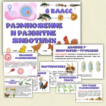 Презентация «Размножение и развитие животных». Биология 8 класс.