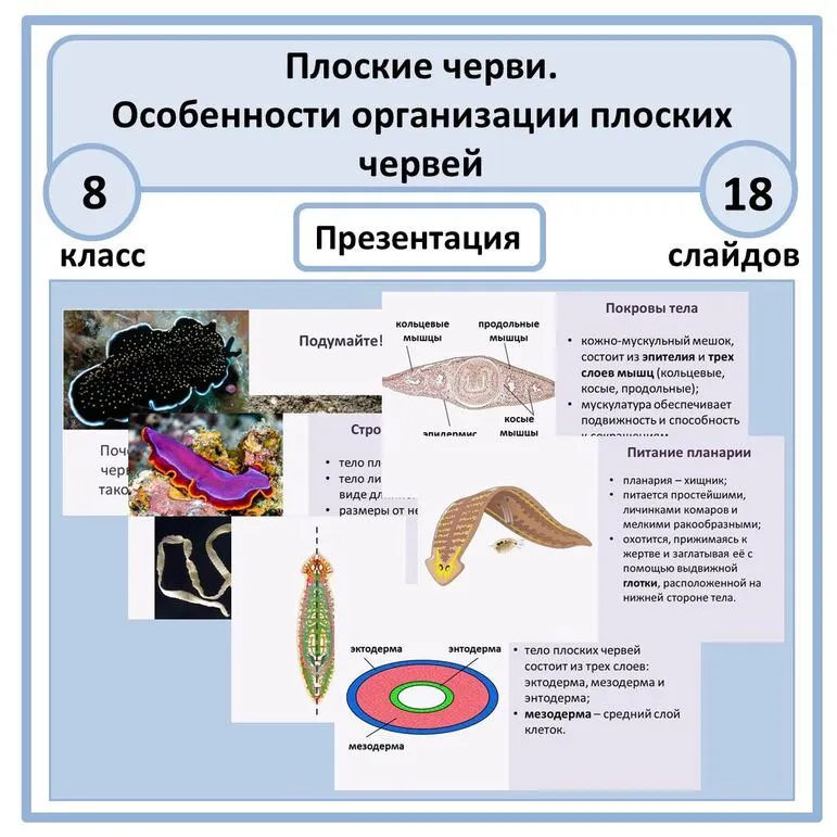 Презентация по биологии 