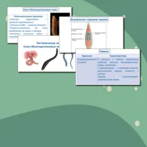 Тип Кольчатые черви. Класс Многощетинковые черви и Пиявки