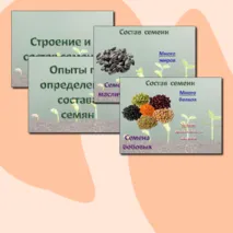 Презентация «Строение и состав семян». Биология 6 класс