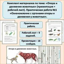 Комплект материалов по теме: «Опора и движение животных» (презентация + рабочий лист). Практическая работа №1 «Ознакомление с органами опоры и движения у животных».
