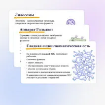 Презентация 