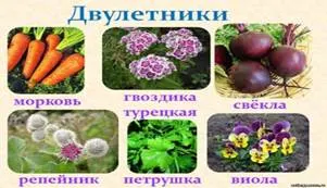 http://collegy.ucoz.ru/_ld/40/s94292955.jpg