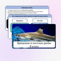 Хрящевые и костные рыбы.
