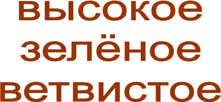 высокое
зелёное
ветвистое