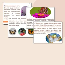 День бабочек