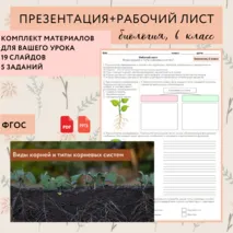 «Виды корней и типы корневых систем», 6 класс