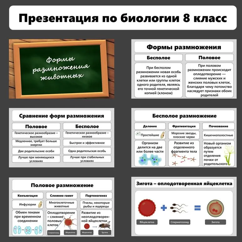 Презентация по биологии «Формы размножения животных»
