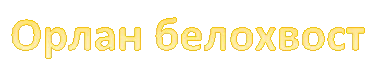 Орлан белохвост