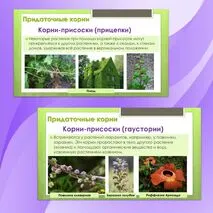 Комплект материалов для урока биологии 