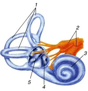 https://studfile.net/html/14422/726/html_gp1yn7hLDo.RtGf/img-Ye2PFP.jpg