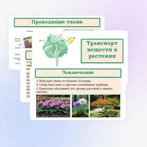 Презентация «Транспорт веществ в растении» 6 класс
