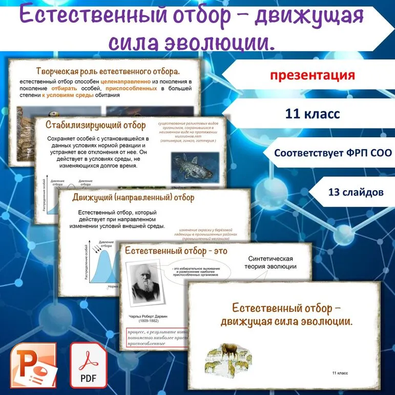 Презентация «Естественный отбор», 11 класс