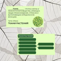 «Растительные ткани, их функции», 6 класс