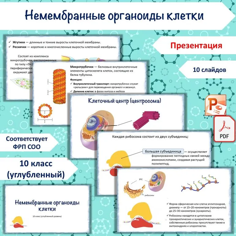 Презентация «Немембранные органоиды клетки», 10 класс (углубленный уровень)