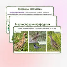 Презентация «Разнообразие природных сообществ», 5 класс