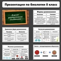 Презентация по биологии «Формы размножения животных»
