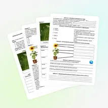 Лабораторная работа «Изучение внешнего строения травянистого цветкового растения»