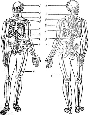 http://biologiya.net/wp-content/uploads/2010/11/pict89.jpg