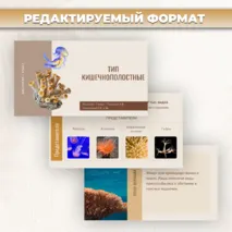 Презентация «Тип кишечнополостные» к учебнику по биологии для 7 класса- Пасечник В.В., Суматохин С.В. и др.