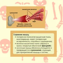 «Строение и функции скелетных мышц», 9 класс
