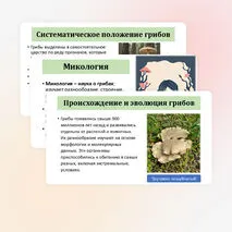 Презентация по биологии «Общая характеристика грибов» 7 класс