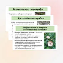 Презентация по биологии «Общая характеристика грибов» 7 класс