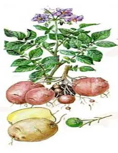Картофель