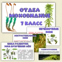 Презентация «Отдел моховидные». Биология 7 класс.