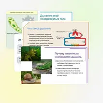 Презентация: 