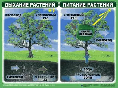 https://docs.google.com/viewer?url=http%3A%2F%2Fnsportal.ru%2Fsites%2Fdefault%2Ffiles%2F2014%2F05%2F18%2Ftablitsy_po_okr._miru.ppt&docid=705950a2970a114588092457583edfff&a=bi&pagenumber=11&w=524