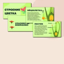 Презентация по биологии на тему:«Строение цветка»
