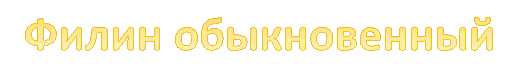 Филин обыкновенный